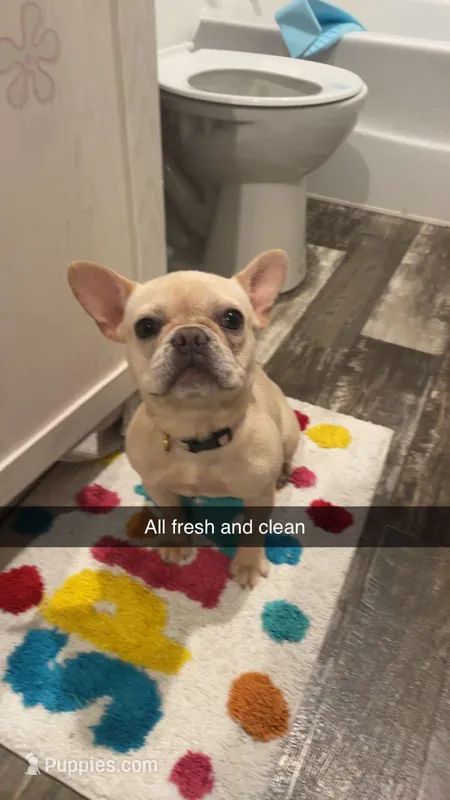 Luna – French Bulldog puppy for sale in Belton, MO