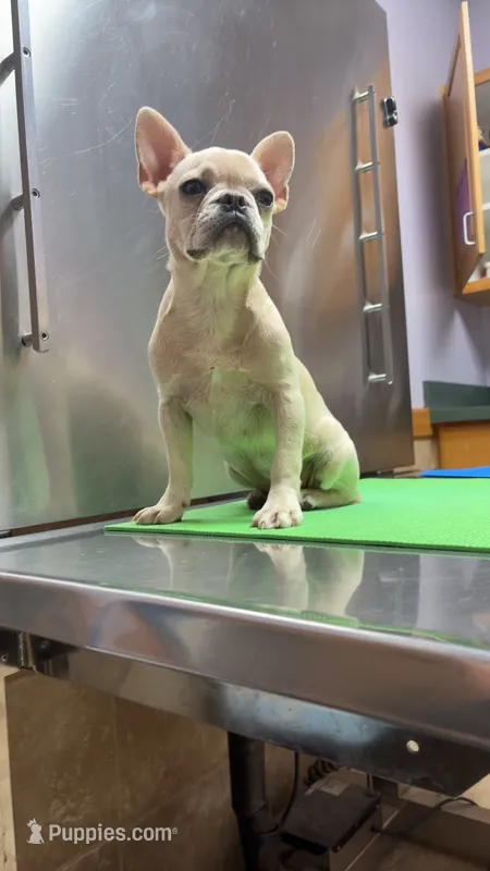 Luna – French Bulldog puppy for sale in Kansas City, MO