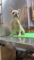 Luna, a female French Bulldog for sale in Kansas City, MO – 1 of 4