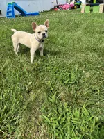 Luna, a female French Bulldog for sale in Belton, MO – 5 of 7