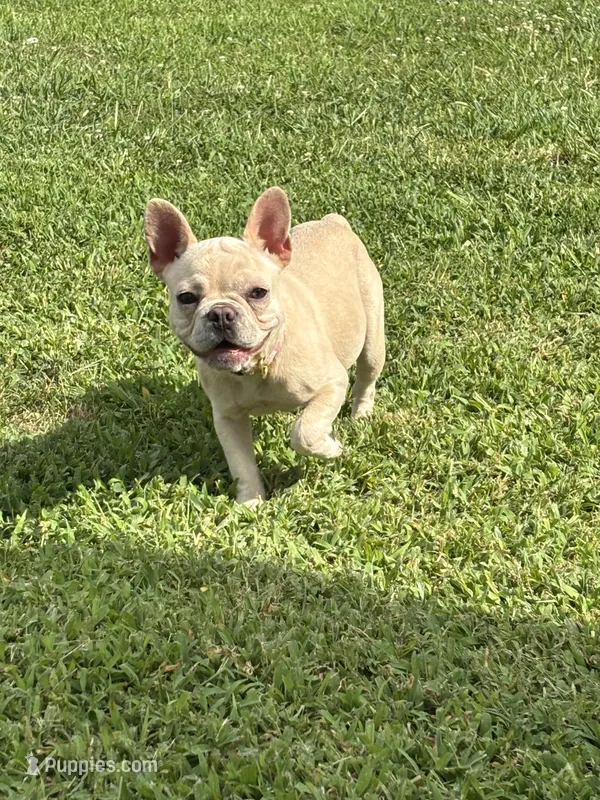 Luna – French Bulldog puppy for sale in Belton, MO
