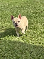 Luna, a female French Bulldog for sale in Belton, MO – 1 of 7