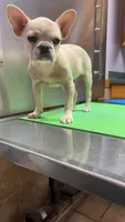 Luna, a female French Bulldog for sale in Kansas City, MO – 2 of 4
