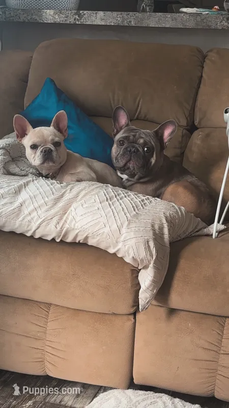 Luna – French Bulldog puppy for sale in Belton, MO