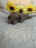 Jasper - Red Sable SH, a male Miniature Dachshund for sale in Hattiesburg, MS – 1 of 4