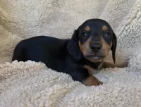 Remington - Black/Tan SH, a male Miniature Dachshund for sale in Hattiesburg, MS – 5 of 5