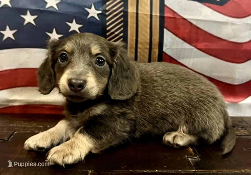 Sterling - Blue/Tan LH Male – Miniature Dachshund puppy for sale in Hattiesburg, MS