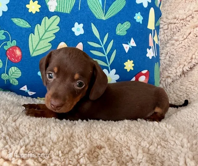 Bailey - Chocolate/Tan SH  – Miniature Dachshund puppy for sale in Hattiesburg, MS