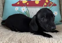 Jett, Solid Black SH, a male Miniature Dachshund for sale in Hattiesburg, MS – 3 of 9