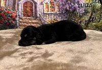 Lola - Black/Tan LH, a female Miniature Dachshund for sale in Hattiesburg, MS – Photo 2 of 3