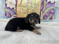 Lola - Black/Tan LH, a female Miniature Dachshund for sale in Hattiesburg, MS – Photo 2 of 5