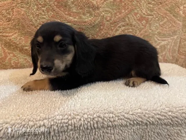 Lola - Black/Tan LH – Miniature Dachshund puppy for sale in Hattiesburg, MS