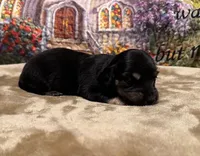 Lola - Black/Tan LH, a female Miniature Dachshund for sale in Hattiesburg, MS – Photo 3 of 3