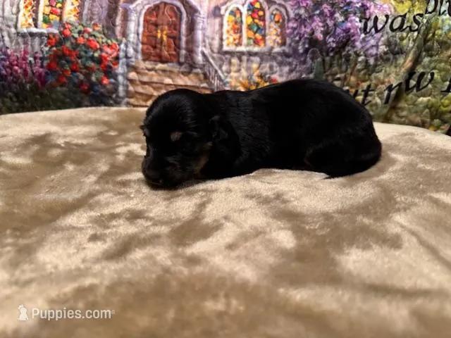 Lola - Black/Tan LH – Miniature Dachshund puppy for sale in Hattiesburg, MS