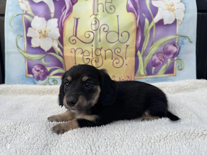 Lola - Black/Tan LH – Miniature Dachshund puppy for sale in Hattiesburg, MS