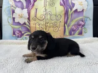 Lola - Black/Tan LH, a female Miniature Dachshund for sale in Hattiesburg, MS – Photo 1 of 5