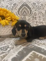 Willie -Black/Tan SH Male, a male Miniature Dachshund for sale in Hattiesburg, MS – 2 of 4