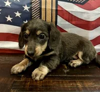 Willow -Blue/Tan LH, a female Miniature Dachshund for sale in Hattiesburg, MS – 2 of 4