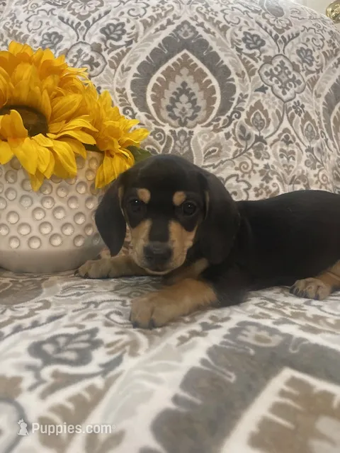 Willie -Black/Tan SH Male – Miniature Dachshund puppy for sale in Hattiesburg, MS
