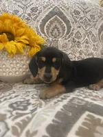 Willie -Black/Tan SH Male, a male Miniature Dachshund for sale in Hattiesburg, MS – 1 of 4