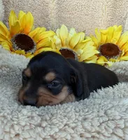 Sophia - Black/Tan SH, a female Miniature Dachshund for sale in Hattiesburg, MS – 4 of 4