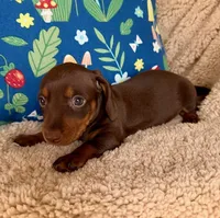 Rolo - Chocolate/Tan SH, a male Miniature Dachshund for sale in Hattiesburg, MS – 4 of 10
