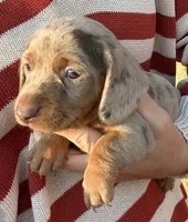 Panzer - Chocolate Dapple SH, a male Miniature Dachshund for sale in Hattiesburg, MS – 4 of 4