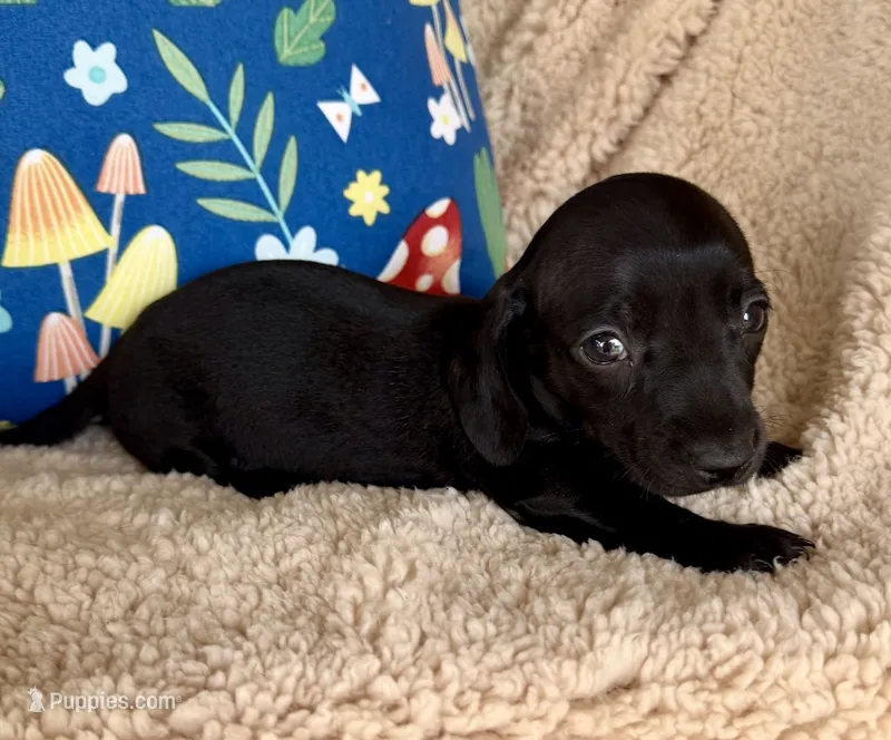Jett, Solid Black SH – Miniature Dachshund puppy for sale in Hattiesburg, MS