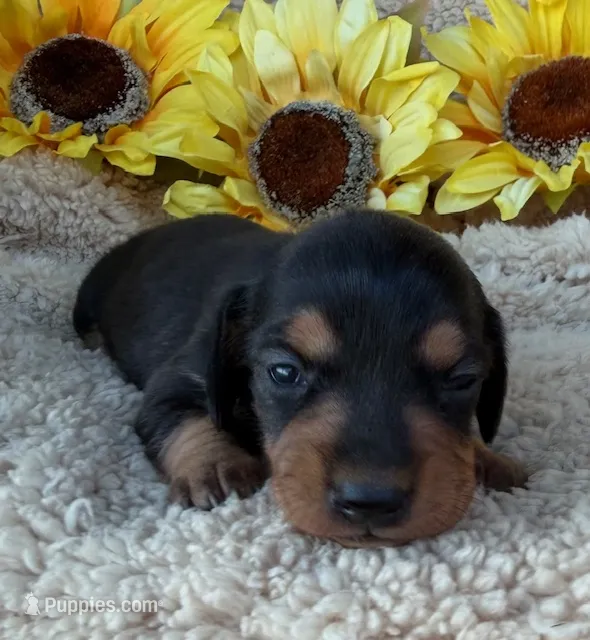 Sophia - Black/Tan SH – Miniature Dachshund puppy for sale in Hattiesburg, MS
