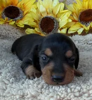 Sophia - Black/Tan SH, a female Miniature Dachshund for sale in Hattiesburg, MS – 1 of 4