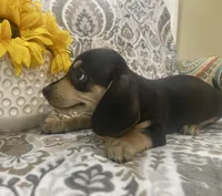 Willie - Black/Tan SH, a male Miniature Dachshund for sale in Hattiesburg, MS – 3 of 7