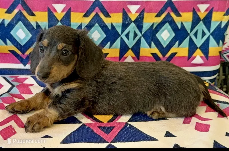 Winnie - Blue/Tan LH – Miniature Dachshund puppy for sale in Hattiesburg, MS