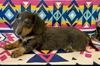 Winnie - Blue/Tan LH, a female Miniature Dachshund for sale in Hattiesburg, MS – 1 of 6