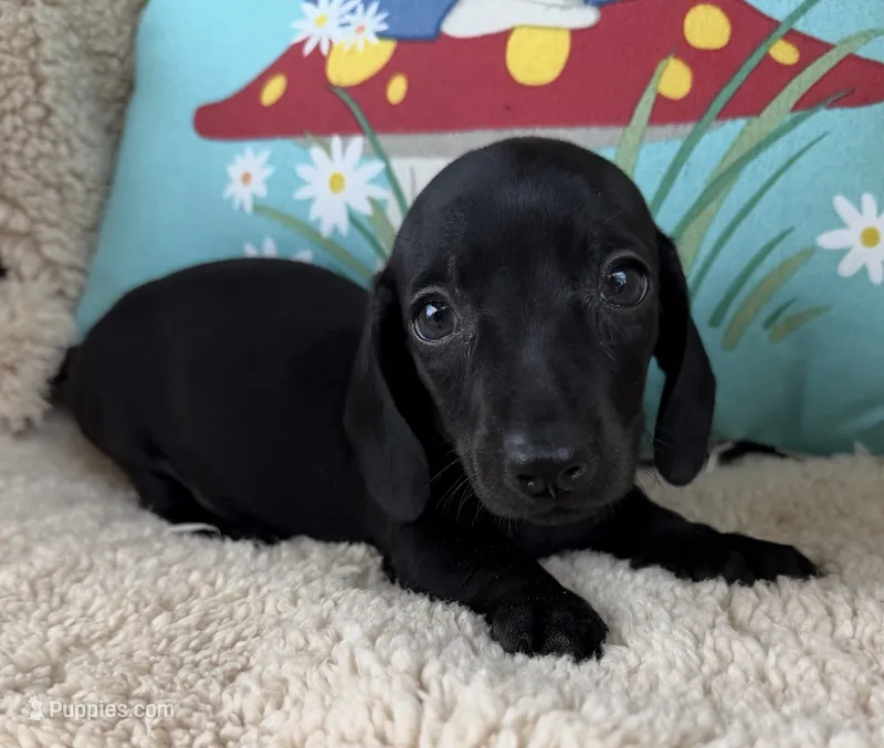 Jett, Solid Black SH – Miniature Dachshund puppy for sale in Hattiesburg, MS