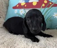 Jett, Solid Black SH, a male Miniature Dachshund for sale in Hattiesburg, MS – 1 of 9
