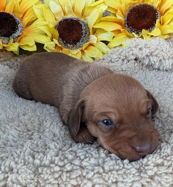 Cooper - Red Sable SH – Miniature Dachshund puppy for sale in Hattiesburg, MS