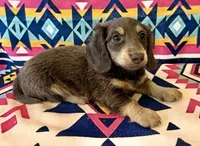 Sterling - Blue/Tan LH Male, a male Miniature Dachshund for sale in Hattiesburg, MS – 2 of 7
