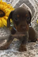 Cadbury - Chocolate Piebald, a male Miniature Dachshund for sale in Hattiesburg, MS – Photo 3 of 10