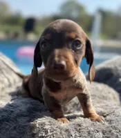 Cadbury - Chocolate Piebald, a male Miniature Dachshund for sale in Hattiesburg, MS – Photo 6 of 10