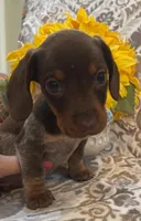 Cadbury - Chocolate Piebald, a male Miniature Dachshund for sale in Hattiesburg, MS – Photo 2 of 10