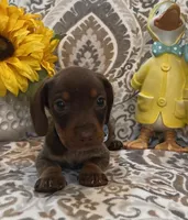 Cadbury - Chocolate Piebald, a male Miniature Dachshund for sale in Hattiesburg, MS – Photo 4 of 10