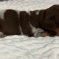 Cadbury - Chocolate Piebald, a male Miniature Dachshund for sale in Hattiesburg, MS – Photo 10 of 10