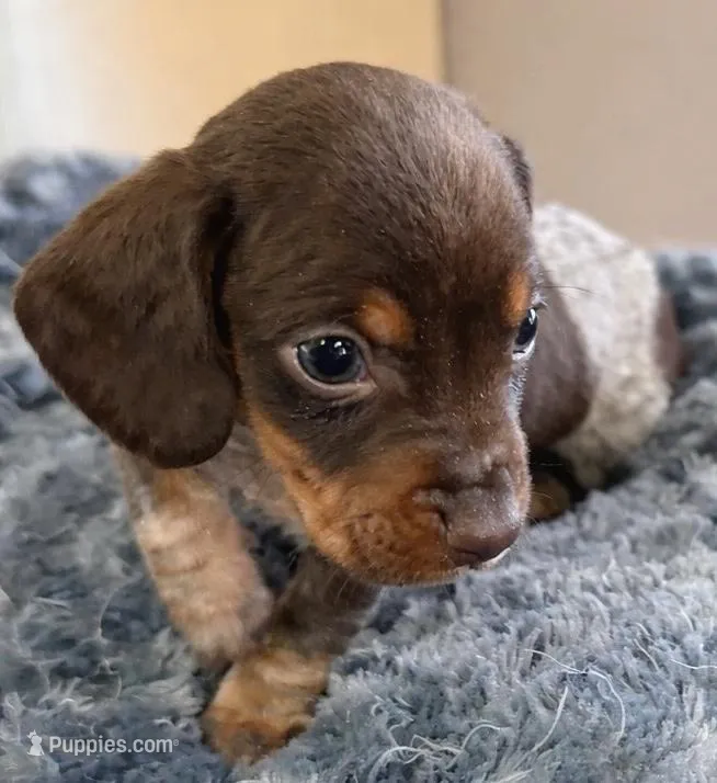 Cadbury - Chocolate Piebald – Miniature Dachshund puppy for sale in Hattiesburg, MS