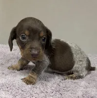 Cadbury - Chocolate Piebald, a male Miniature Dachshund for sale in Hattiesburg, MS – Photo 8 of 10