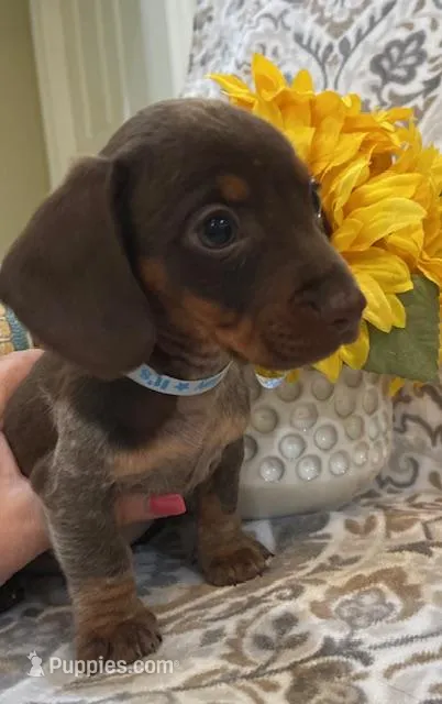 Cadbury - Chocolate Piebald – Miniature Dachshund puppy for sale in Hattiesburg, MS
