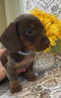 Cadbury - Chocolate Piebald, a male Miniature Dachshund for sale in Hattiesburg, MS – Photo 1 of 10