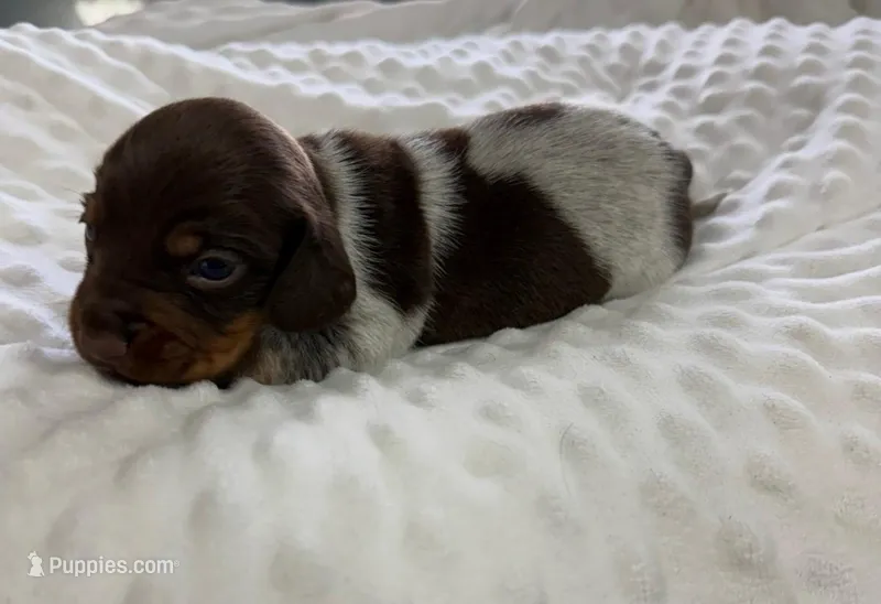 Cadbury - Chocolate Piebald