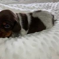 Cadbury - Chocolate Piebald, a male Miniature Dachshund for sale in Hattiesburg, MS – Photo 9 of 10