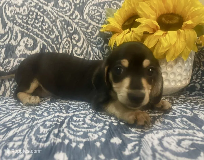 Willie - Black/Tan SH – Miniature Dachshund puppy for sale in Hattiesburg, MS