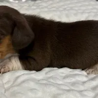 Brownie - Chocolate Piebald, a male Miniature Dachshund for sale in Hattiesburg, MS – Photo 9 of 9